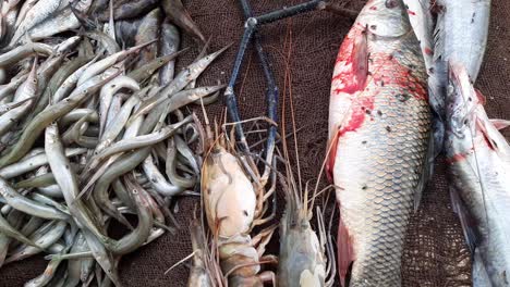 diferentes tipos de pescado en el mercado de pescado para la venta