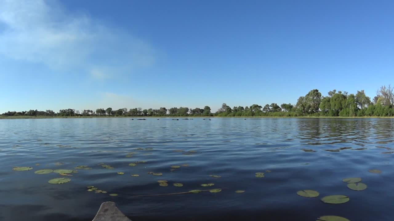 View of a herd of hippos in the water from a safe distance, from a mokoro, a typical boat in Okavango delta, Botswana.