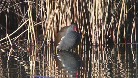 Una-Polla-De-Agua,-Gallinula-Chlorpus,-Encaramada-Cerca-De-Juncos-En-El-Borde-Del-Lago