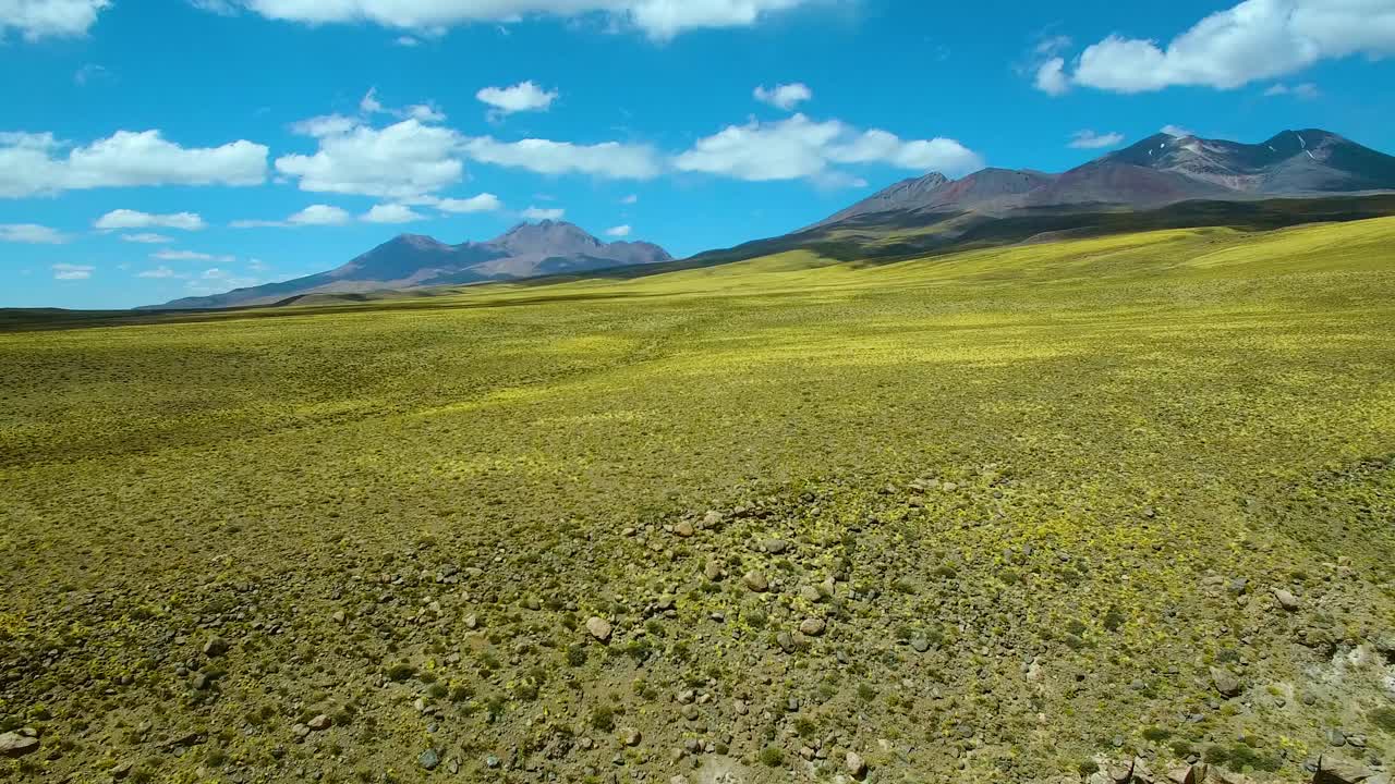 fotografía de una flor y una cordillera a gran altitud cerca de la región de san pedro de atacama en el norte de chile