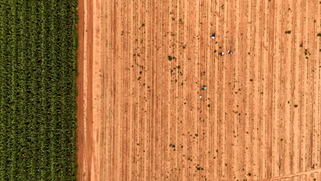 vista de arriba de los trabajadores plantando cultivos en un vasto campo iluminado por el sol, cerca de tierras de cultivo verdes