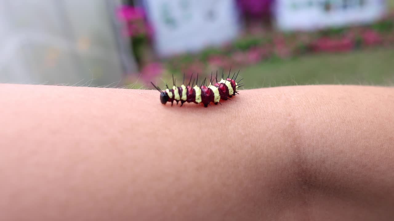 애벌레는 팔을 따라 기어다니며 피부를 탐구합니다.