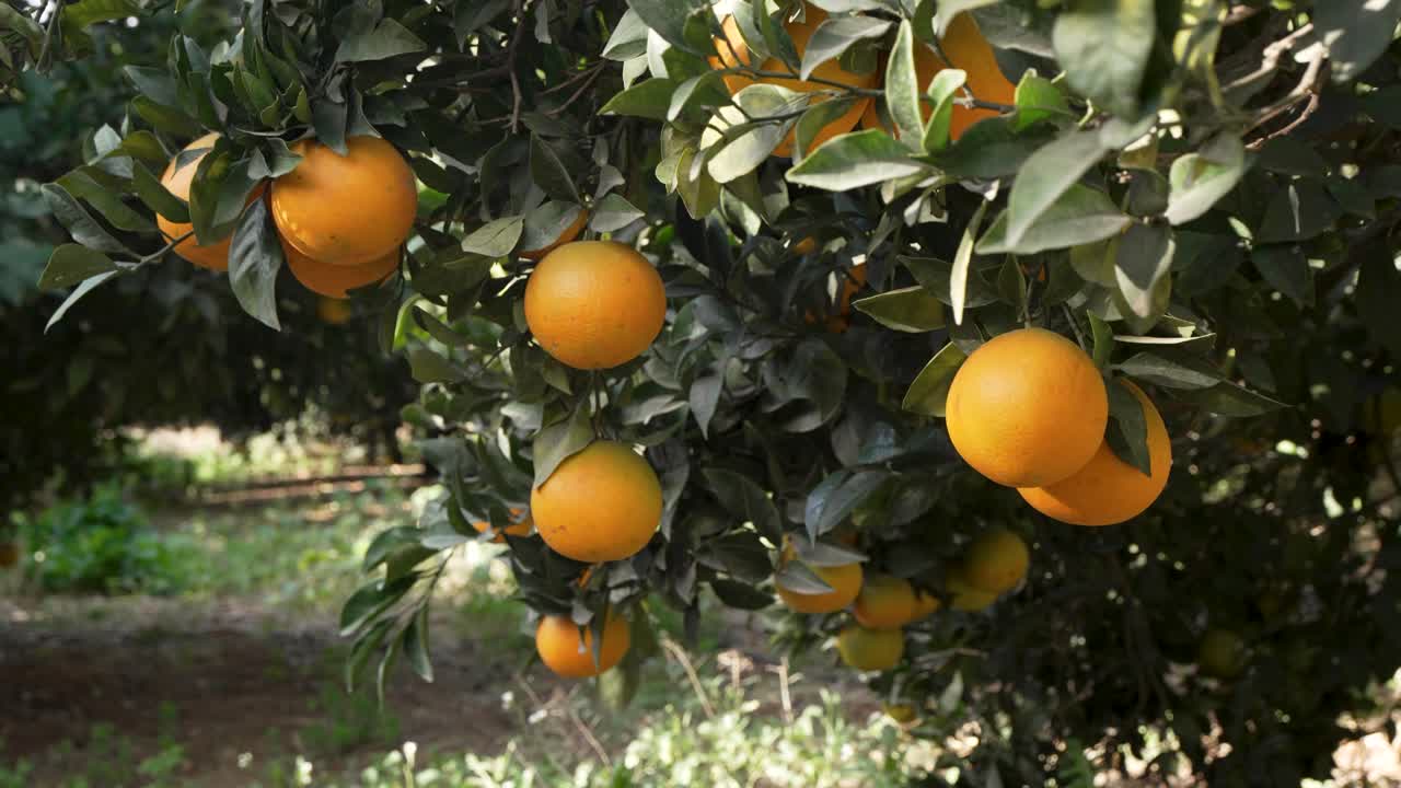 Detailed view of ripe oranges nestled among glossy green leaves, capturing the freshness and vibrancy of a Maltese orchard at the peak of harvest season.