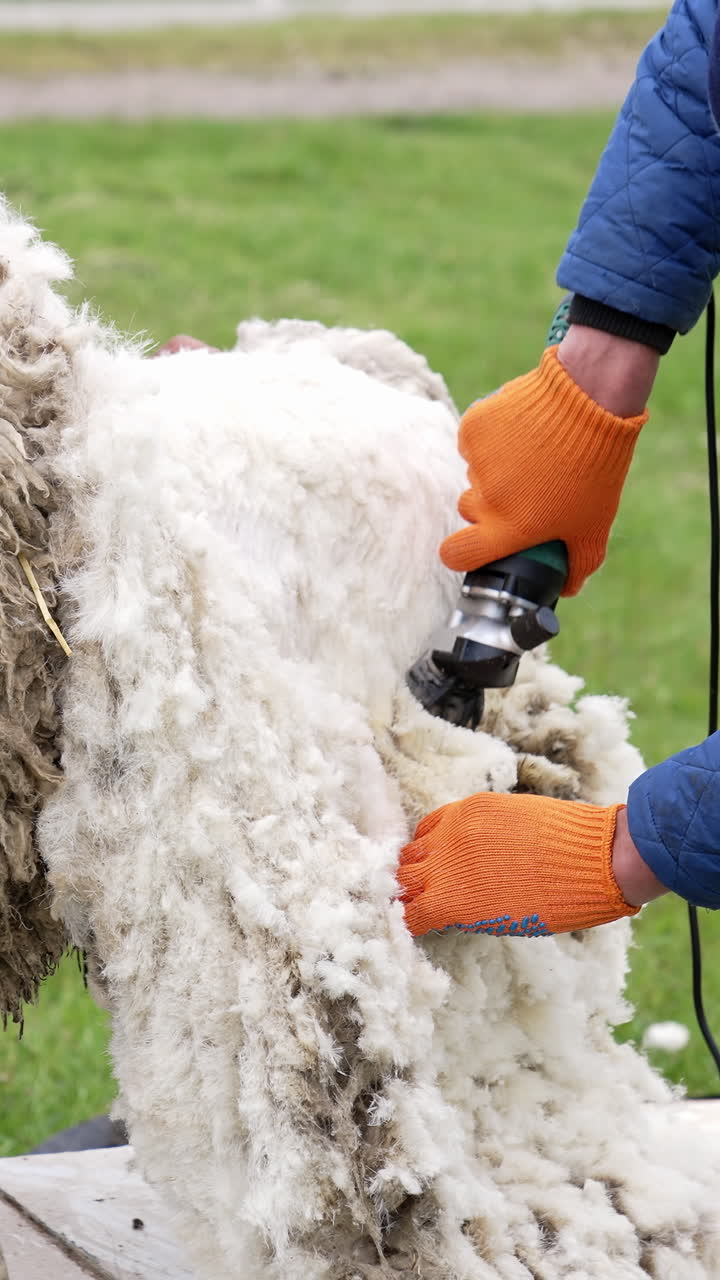 Man shears sheep outdoors. Sheep shearing on farm for production of wool fleece. Farmer shearing sheep with electric professional sheep clipper. Vertical video