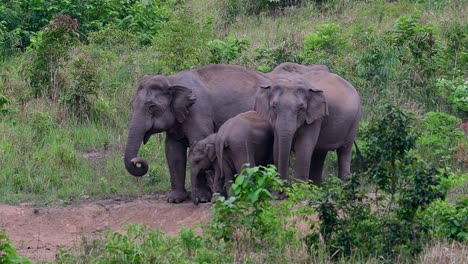 The-Asiatic-Elephants-are-endangered-species-and-they-are-also-residents-of-Thailand