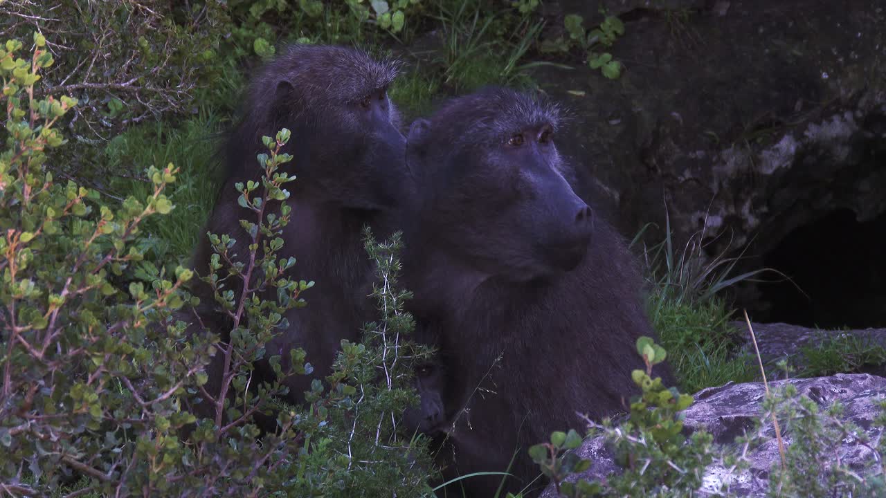 dos babuinos subadultos al amanecer cerca de su sitio para dormir en áfrica