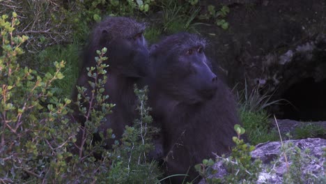 two subadult baboons at dawn near their sleeping site in africa