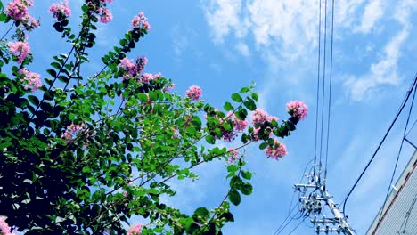 푸른 하늘, lagerstroemia indica의 아름다운 꽃 꽃 물결