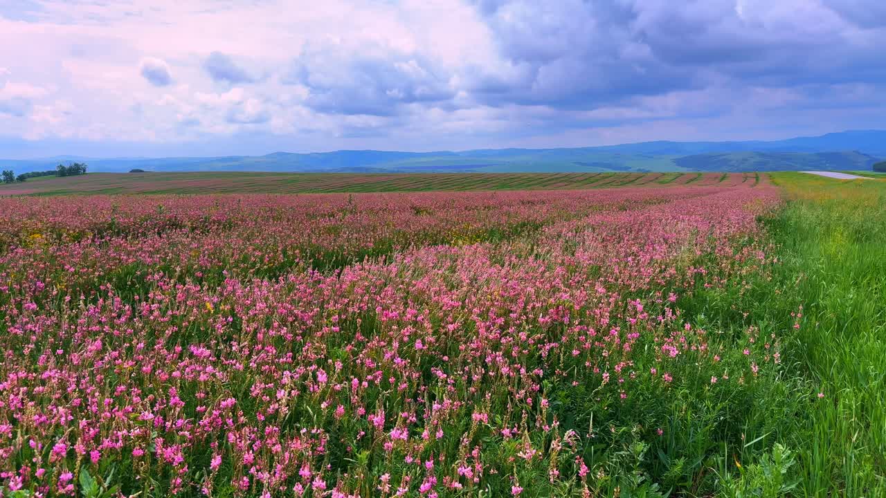 A Vast Meadow of Blooming Pink Wildflowers Under a Dramatic Sky Showcasing Nature's Beauty and Serenity in a Landscape of Colorful Blossoms and Lush Greenery