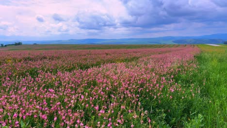 a vast meadow of blooming pink wildflowers under a dramatic sky showcasing nature's beauty and serenity in a landscape of colorful blossoms and lush greenery