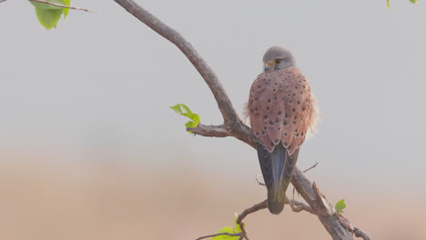 Male-common-kestrel-sitting-on-a-branch-looking-around-early-morning