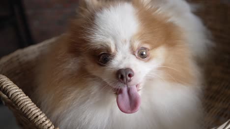 close up of a cute pomeranian dog's face with white and brown fur falling asleep in a basket