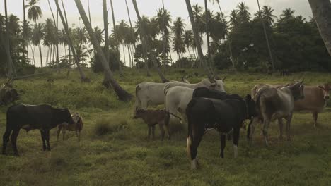 cattle and their calf grazing together with sheep in an open field with a coconut estate in the background