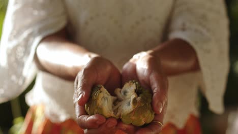 Woman-Hands-Holding-And-Opening-A-Sugar-Apple---Close-Up