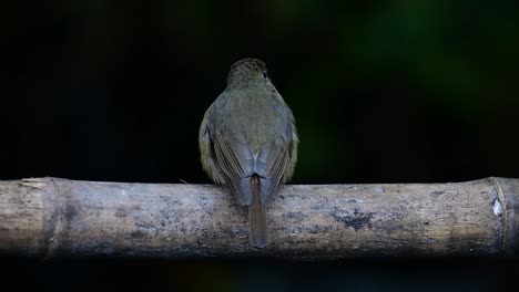 Papamoscas-Azul-De-La-Colina-Posado-En-Un-Bambú,-Cyornis-Whitei