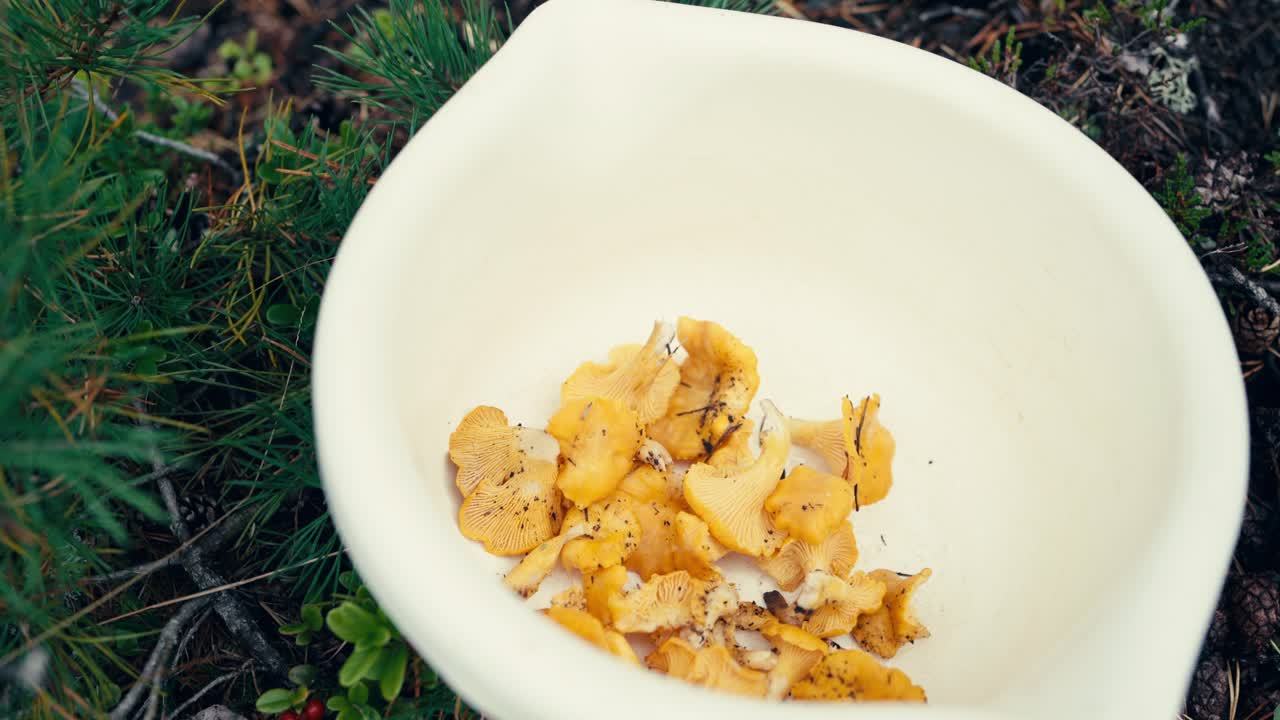 Putting Chantarelle Mushroom in a Bowl, Indre Fosen, Norway - Close Up