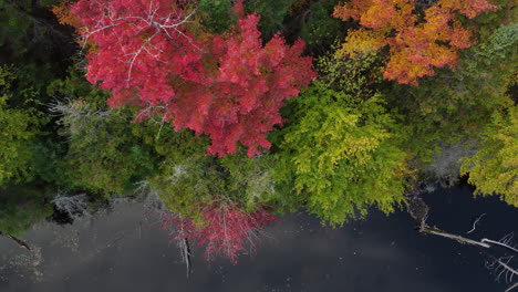 Top-view-of-a-still-lake-with-fallen-trees-beside-an-autumn-yellow-forest