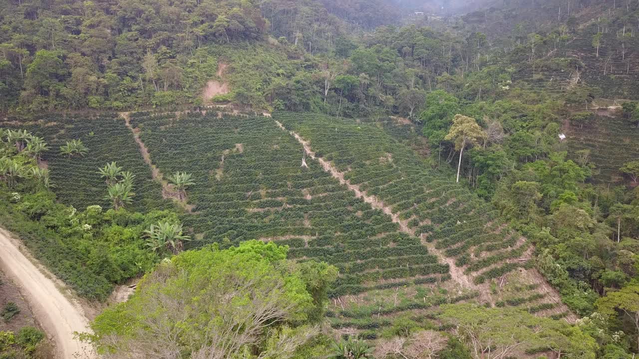 볼리비아 산악 정글 에 있는 커피 농장