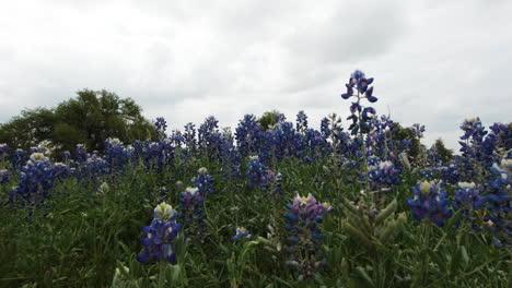 slow dolly move through a field of bluebonnets in the texas hill country