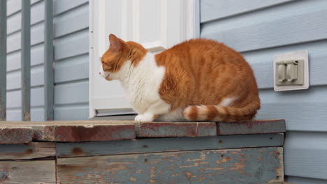 Gato-Sentado-Afuera-En-Un-Escalón-De-Madera