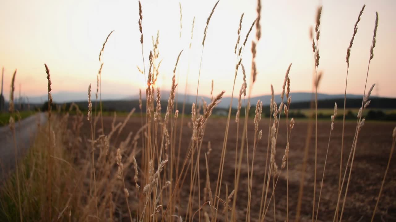 바람 부는 일몰에 밀 식물을 던졌다