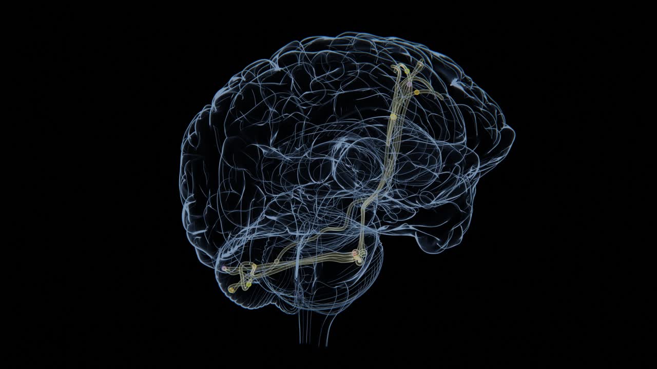 corticopontocerebellar (CPC) pathway visualization video | Xray video of corticopontocerebellar (CPC) pathway in 4K