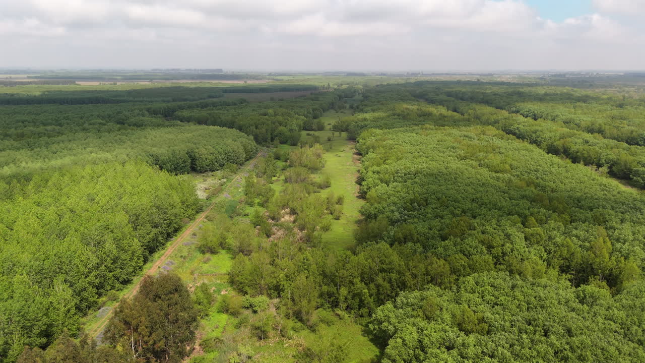 Large green forest wetlands seen from above with patches of logging activity visible among the trees.