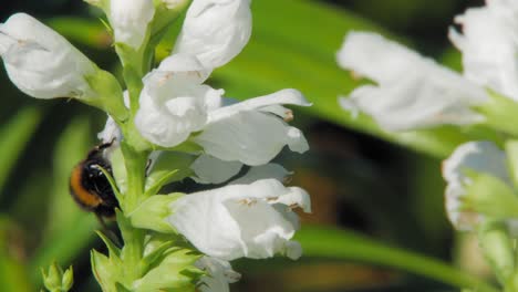 Eine-Hummel-Fliegt-Hinunter-Zu-Den-Schönen-Weißen-Blüten-Einer-Gehorsamen-Pflanze-Und-Verschwindet-Dann-Plötzlich-Im-Sonnenlicht---Nahaufnahme