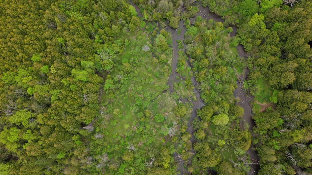 Aerial: Alton Grange Credit River with green forest during the day in Caledon, Ontario, Canada, top down drone shot