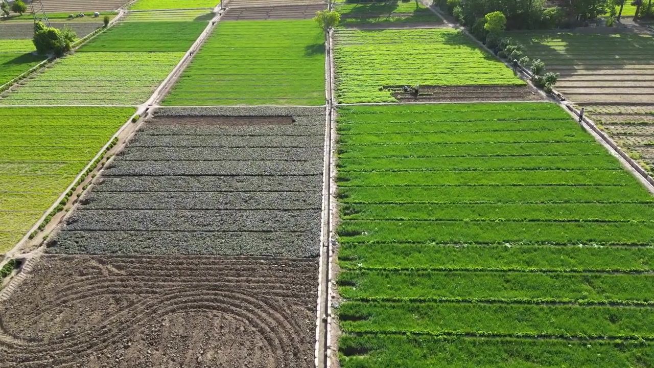 四角い緑の野菜畑、ハーブのペルシャレタス、農業農園栽培の空撮、ドローンからの俯瞰、イランのテヘラン、田園都市の風景、作物の列、オーガニックな自然、労働力による農業プランテーション