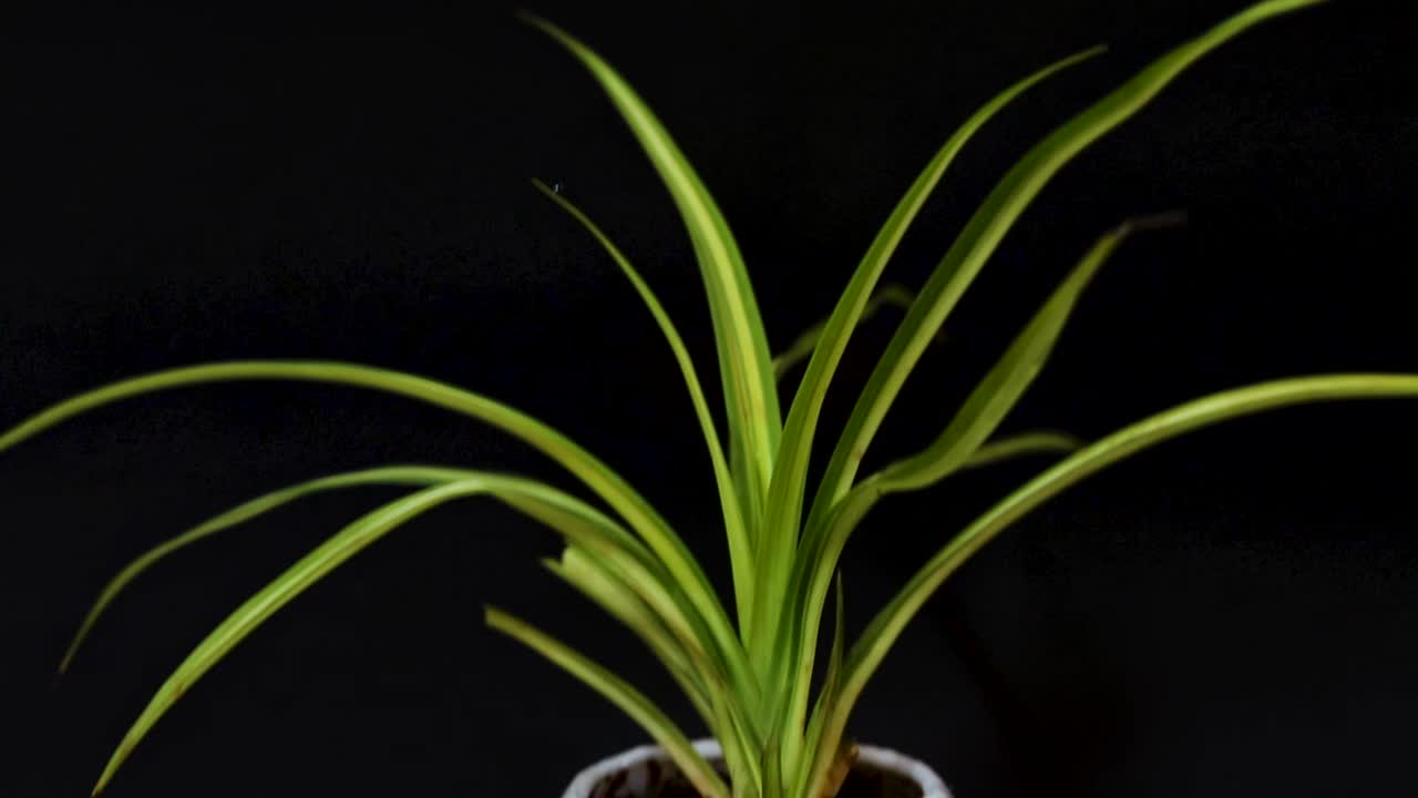 conciencia ecológica estatua de Buda aislada con fondo negro desde diferentes ángulos