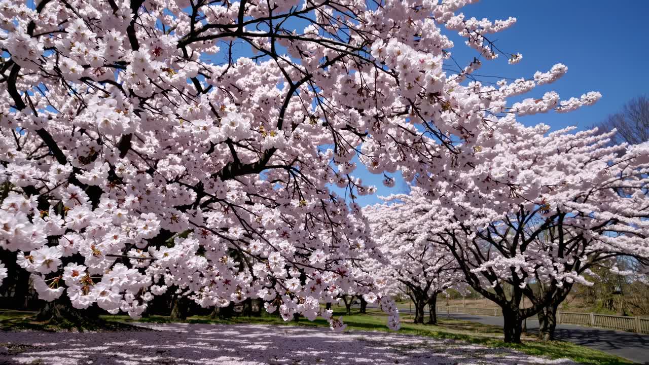 Video grandangolare che riprende la fioritura dei ciliegi sotto un cielo blu limpido, mostrando la serenità.
