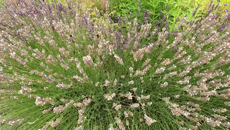 lavender plants swaying gently in the breeze