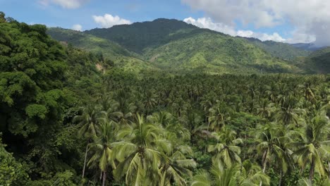 stunning tropical jungle and mountains - santiago, philippines