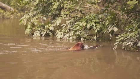 Gemeiner-Wollaffe-Schwimmt-Auf-Dem-Fluss-Und-Klettert-Dann-Auf-Den-Baum---Zeitlupe