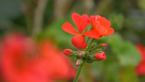 red orange flowers bloom in a green field during spring