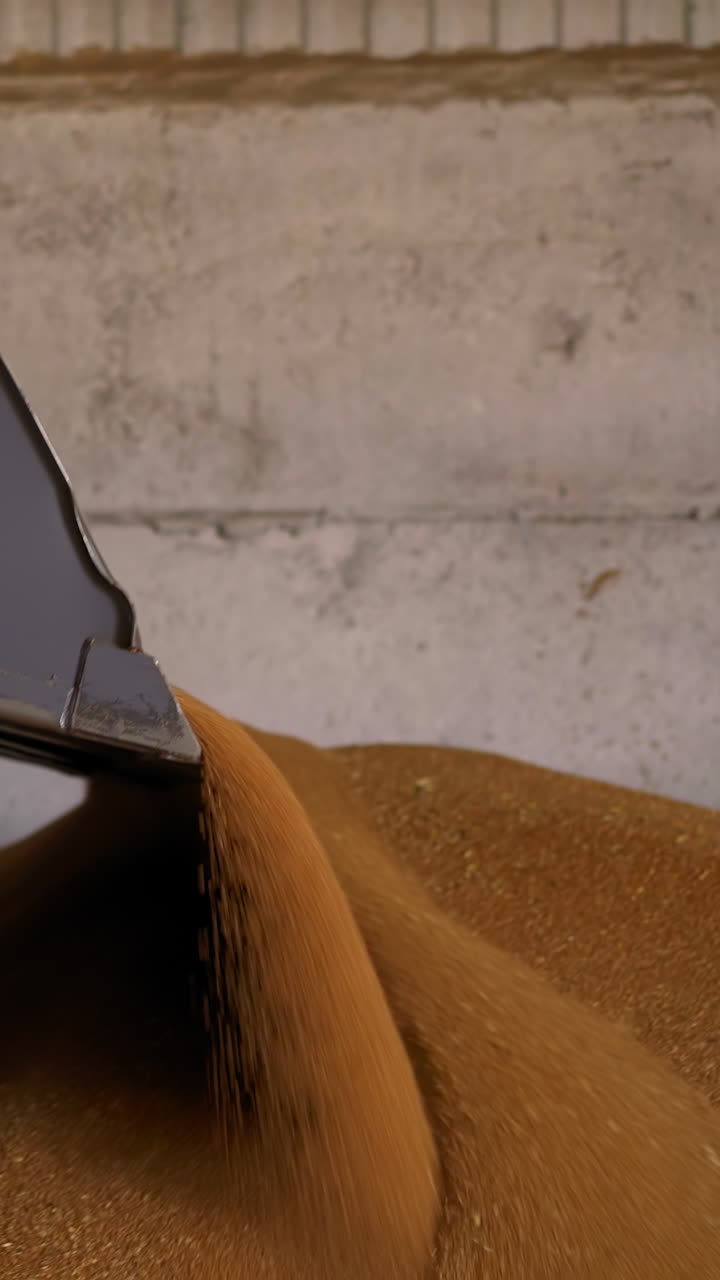Excavator bucket digs wheat grains pile operating in granary closeup. Loader with scoop pours cereals to dry agricultural product. Farm technology