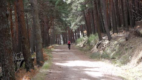 一條由松樹包圍的山路