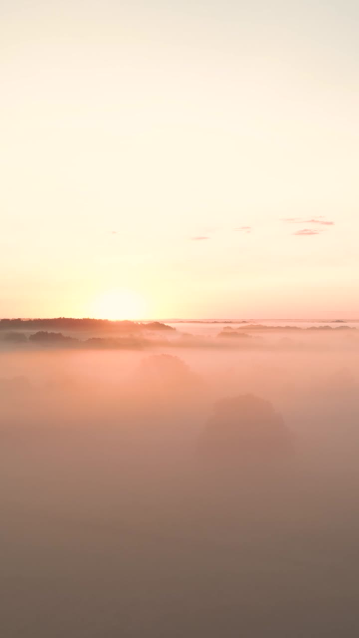 el amanecer brumoso sobre el bosque