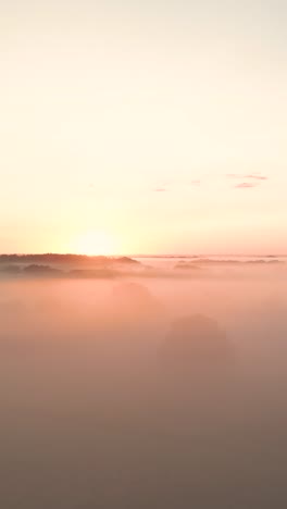 misty sunrise over the forest