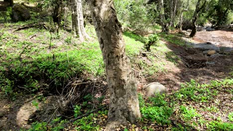 Cielo-De-La-Aldea-Al-Aire-Libre-Hermoso-Paisaje-De-La-Aldea-Del-Bosque-Del-Paisaje-Aéreo---Fotografía-Aérea-Del-Bosque-Rural-Kenia---Controlador-Inalámbrico-De-Drones-Quadcopter