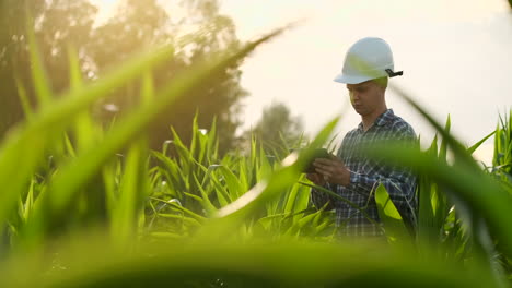 A-male-farmer-with-a-tablet-at-sunset-in-a-field-of-corn-examines-the-plants-and-using-the-application-controls-and-sends-for-analysis-data-on-the-successful-harvest.