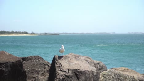 Static-shot-of-seagull-on-a-rock-when-boat-speeds-past