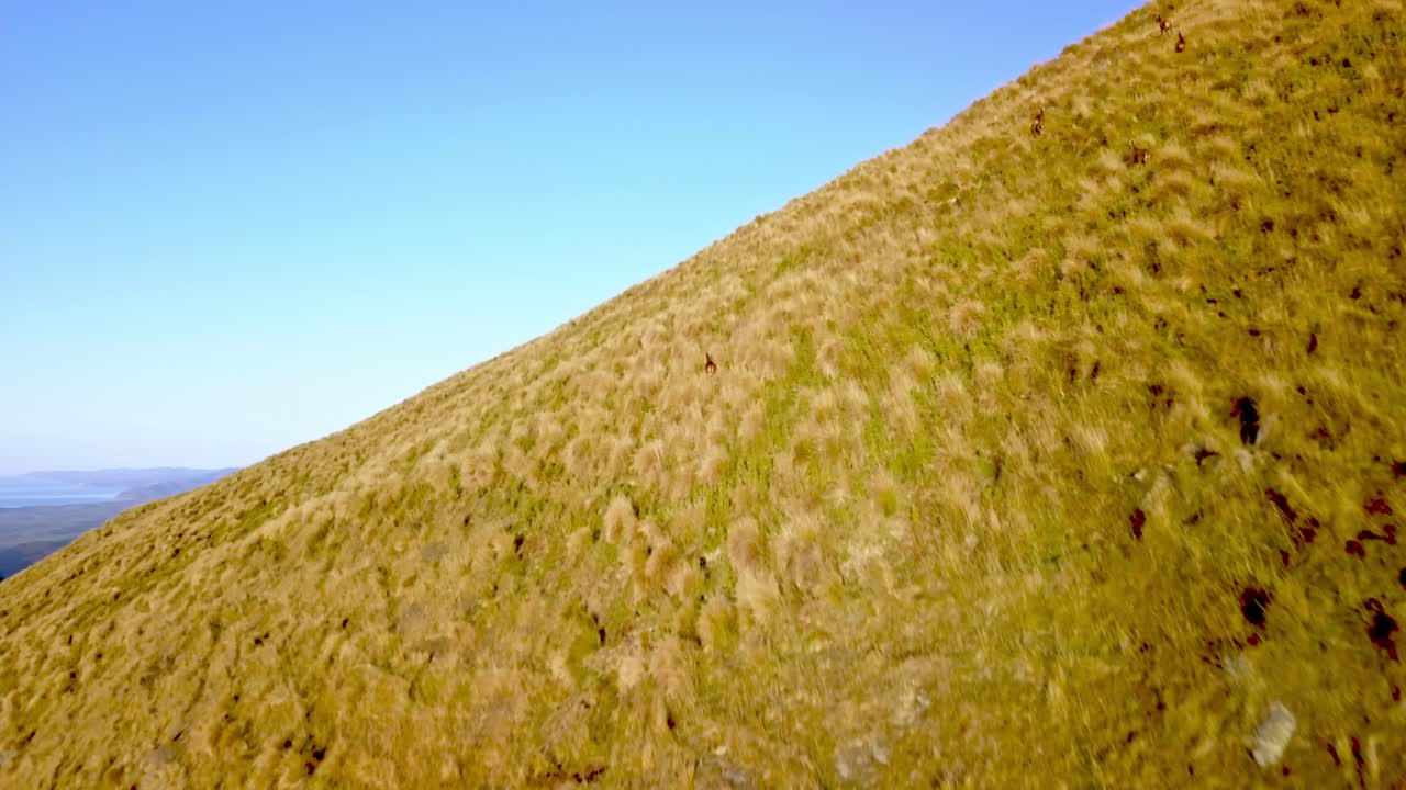 뉴질랜드 남섬 카이코우라 산맥의 산허리를 자유롭게 달리는 붉은 사슴