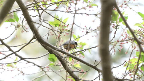 View-Of-A-Perched-Varied-Tit-On-A-Tree-Branch-In-The-Forest-Near-Saitama,-Japan---low-angle-shot