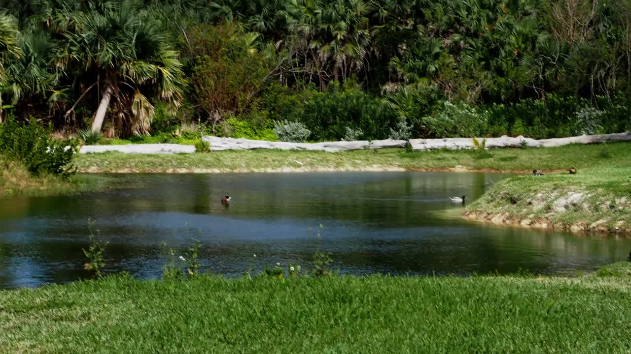 Eve's Pond is a nature reserved that just has been restored for the public and wildlife habitat of Bermuda, with ducks swimming it it.
