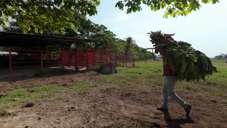 man worker carrying large bundle of freshly harvested tobacco leaves on his back across a field, with trees and a red fence in background