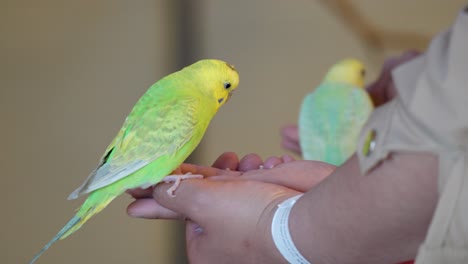 two people feeding cute zebra parakeets with seeds on their hands