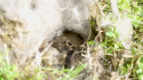 Wilde-Hasenbabys-In-Einem-Nest