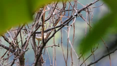 streaked-flycatcher-camouflaged-between-twigs,-Colombia-Natural-reverse